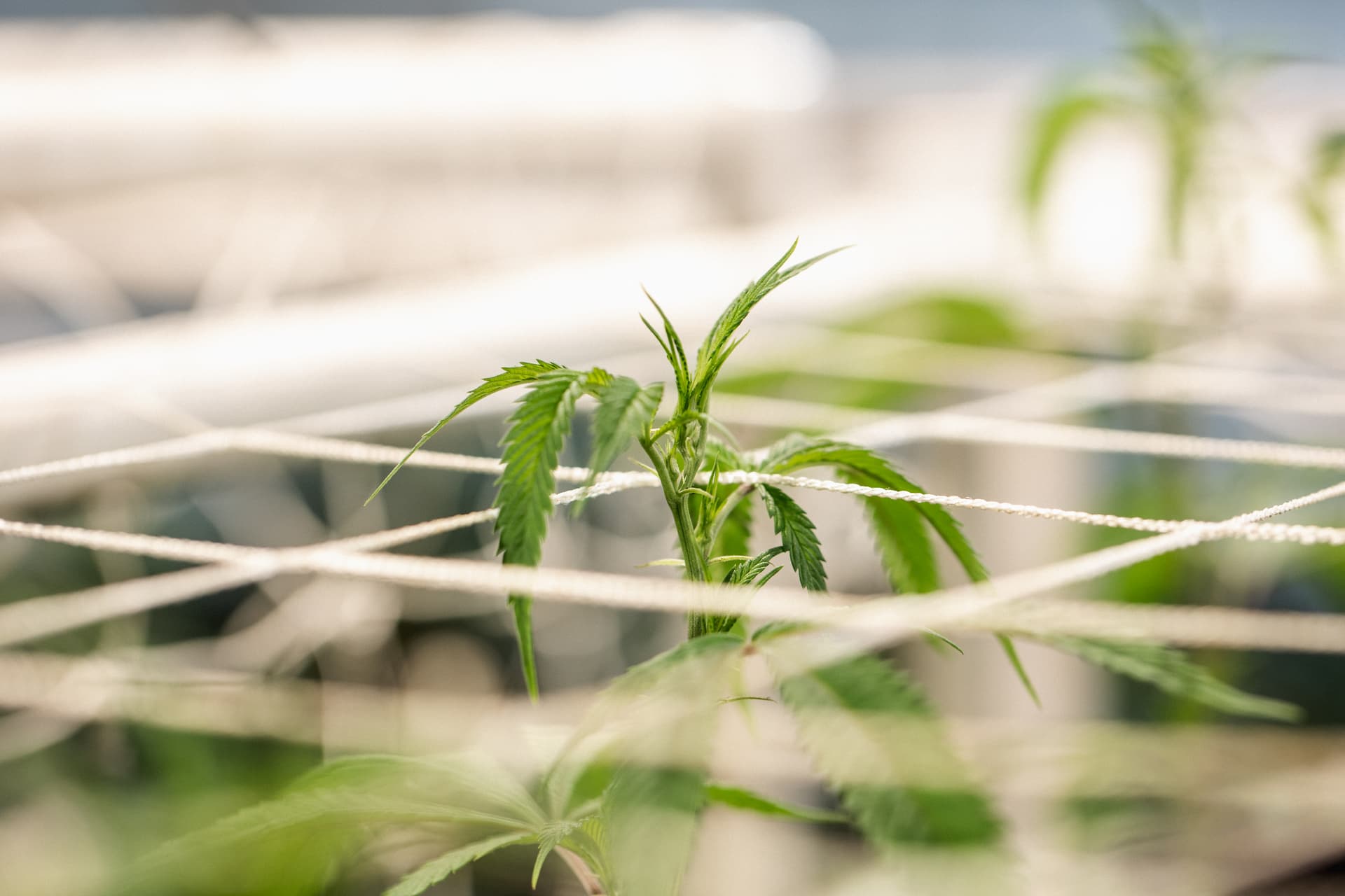 Poking Through Canopy